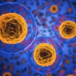 Scientists Discover New Human Organ That Could Help Understand Cancer