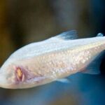 THIS BLIND FISH COULD HAVE THE KEY TO CURE THE DIABETES