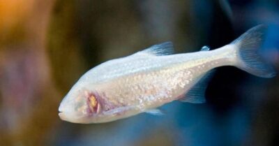 THIS BLIND FISH COULD HAVE THE KEY TO CURE THE DIABETES