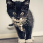 Discover A New VIRUS In Cats