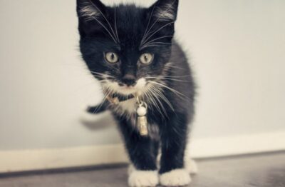 Discover A New VIRUS In Cats