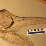 Discover The Mystery Of This Prehistoric Marine Monster