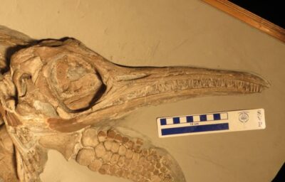 Discover The Mystery Of This Prehistoric Marine Monster