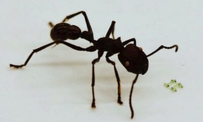 So Moves The World’s Smallest ROBOT