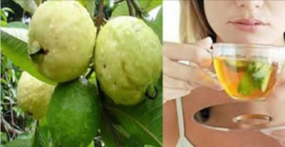 GUAYABA Y CANELA BENEFICIOS PARA LA SALUD